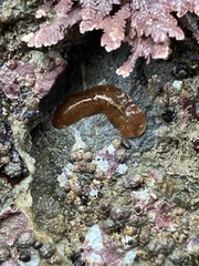 Polycladida