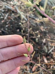 Dittrichia graveolens
