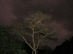 Vachellia sieberiana