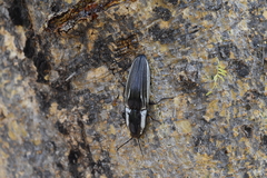 Chalcolepidius approximatus