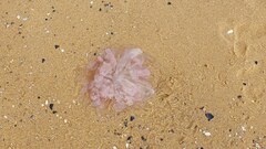 Cyanea annaskala