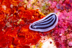 Phyllidiopsis xishaensis