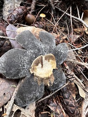Astraeus hygrometricus