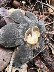 Astraeus hygrometricus