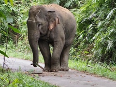 Elephas maximus indicus
