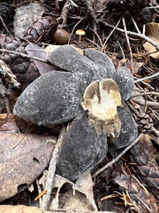 Astraeus hygrometricus