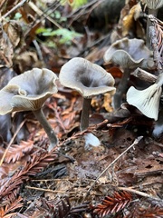 Pseudoclitocybe