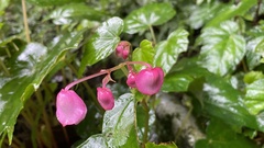 Begonia formosana