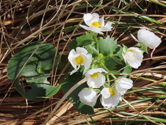 Ranunculus lyallii