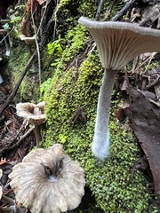 Pseudoclitocybe