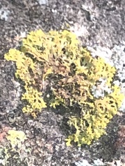 Xanthomendoza weberi