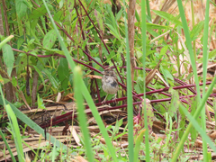 Melospiza georgiana georgiana