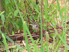 Melospiza georgiana georgiana