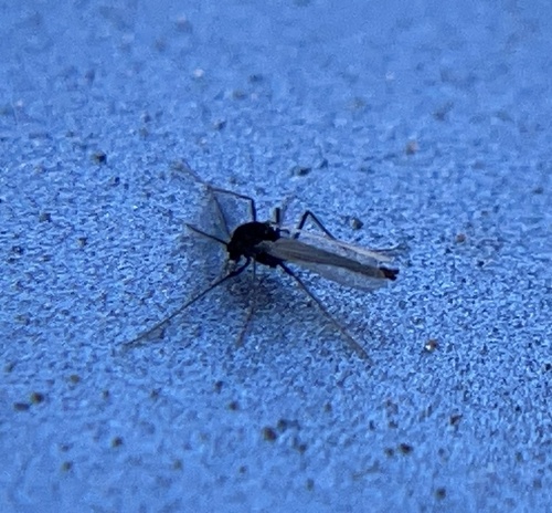 iNaturalist observation photo of Non-biting Midges