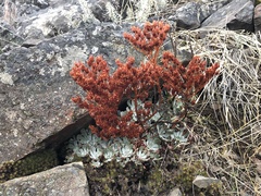 Sedum oblanceolatum
