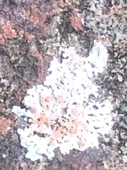 Physcia americana