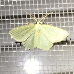 Chloropteryx tepperaria