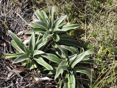Celmisia verbascifolia