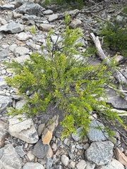 Micrantheum hexandrum