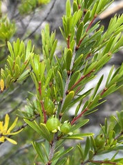 Micrantheum hexandrum