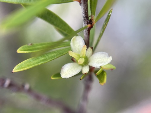 Micrantheum hexandrum (Micrantheum hexandrum)