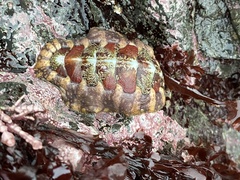 Mopaliinae