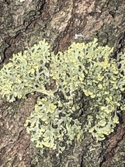Candelaria concolor