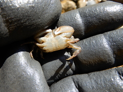 Gaetice depressus