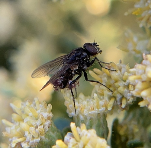 iNaturalist observation photo of Muscoid Flies