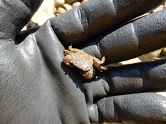 Gaetice depressus