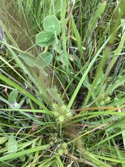 Carex flaviformis