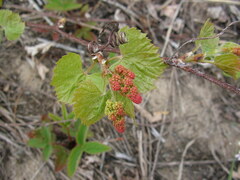 Vitis riparia