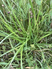 Carex flaviformis