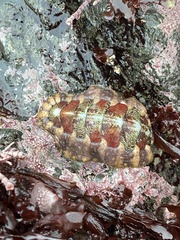 Mopaliinae