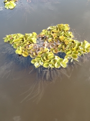 Salvinia molesta