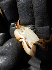 Gaetice depressus