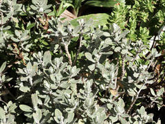 Olearia moschata