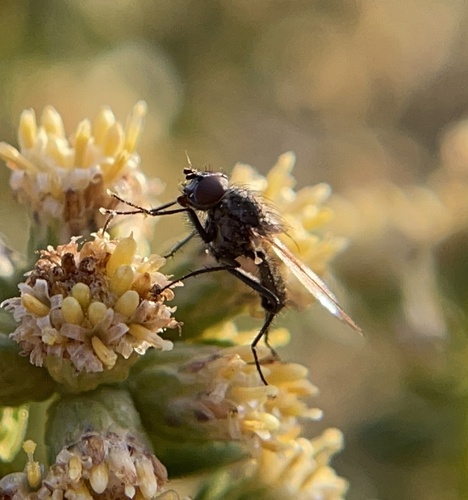 iNaturalist observation photo of Muscoid Flies