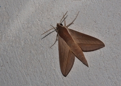 Theretra alecto