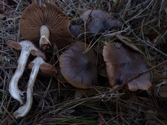 Cortinarius ohlone