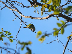 Psittacula alexandri