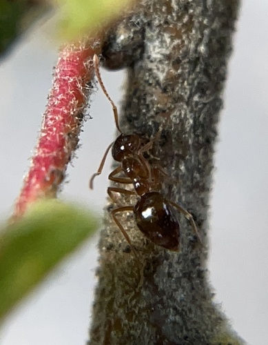 iNaturalist observation photo of American Winter Ant
