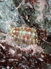 Mopaliinae