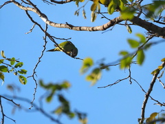 Psittacula alexandri