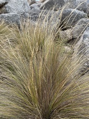 Austrostipa stipoides