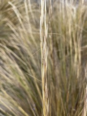 Austrostipa stipoides