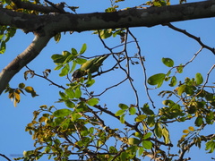 Psittacula alexandri