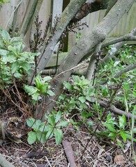 Gastrodia cunninghamii
