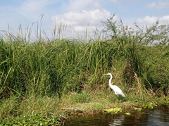 Ardea alba