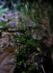 Hypoestes